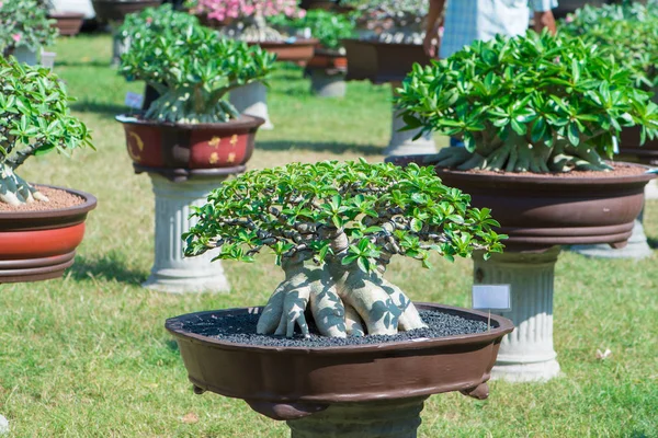 Saksıyı bonsai tarzı Adenium ağaç veya çöl gül