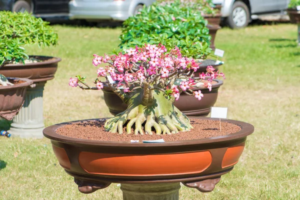Adenium ağaç veya çöl çiçek tencereye gül