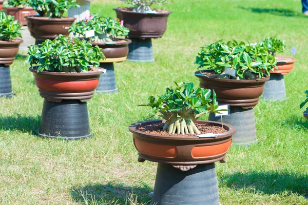 Adenium ağaç veya çiçek tencerede gül tatlısı kadar kapalı