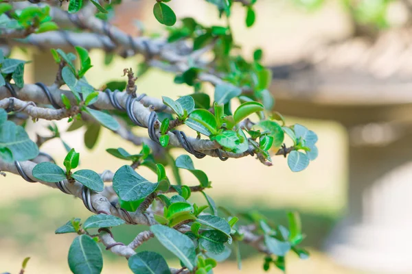 Bonsai-Stil von Adeniumbaum oder Wüstenrose im Blumentopf — Stockfoto