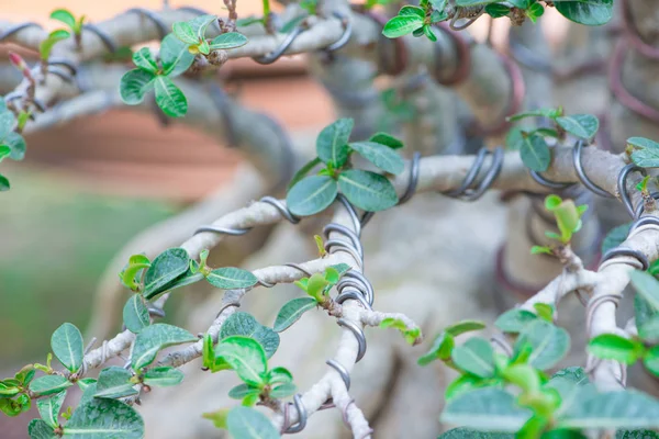 Bonsai-Stil von Adeniumbaum oder Wüstenrose im Blumentopf — Stockfoto