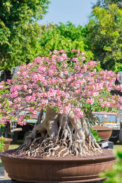 Adenium ağaç veya çiçek tencerede gül tatlısı kadar kapalı