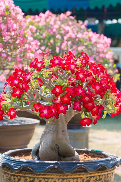 Kırmızı çiçek Adenium ağaç veya çöl çiçek tencereye gül