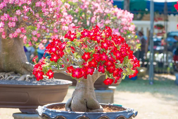 Kırmızı çiçek Adenium ağaç veya çöl çiçek tencereye gül