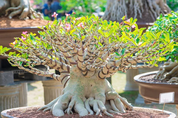 Bonsai stílusú Adenium fa vagy a sivatagi Rózsa virágcserép — Stock Fotó
