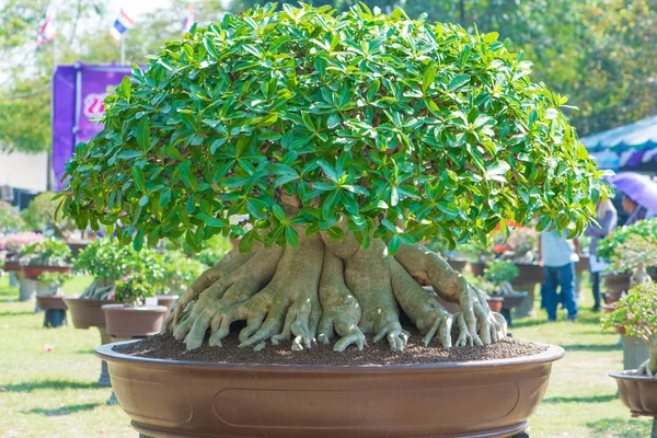 Adenium ağaç veya çöl çiçek tencereye gül