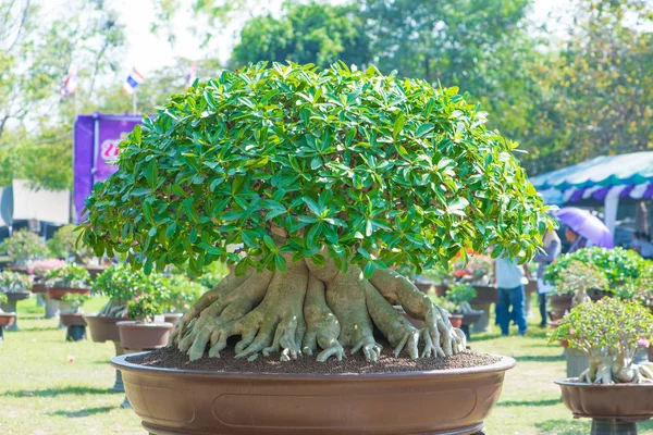 Adenium ağaç veya çöl çiçek tencereye gül