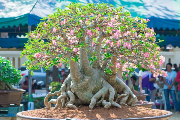 Adenium ağaç veya çöl çiçek tencereye gül