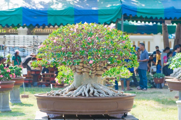 Adenium ağaç veya çöl çiçek tencereye gül
