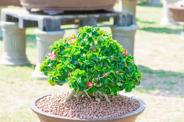 Adenium tree or desert rose in flower pot — Stock Photo, Image