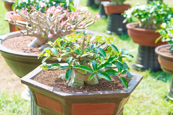Adenium ağaç veya çöl çiçek tencereye gül