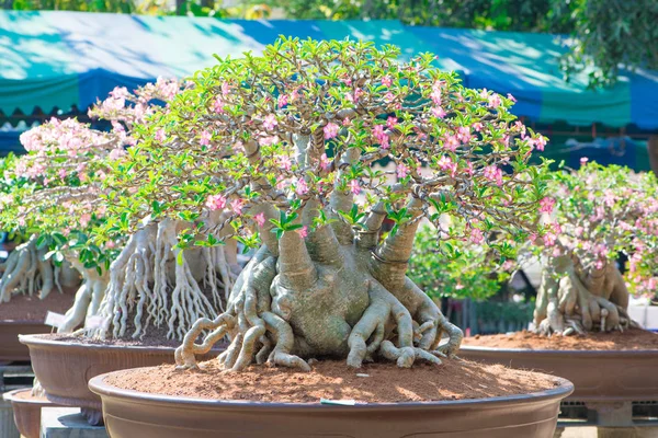 Adenium ağaç veya çöl çiçek tencereye gül