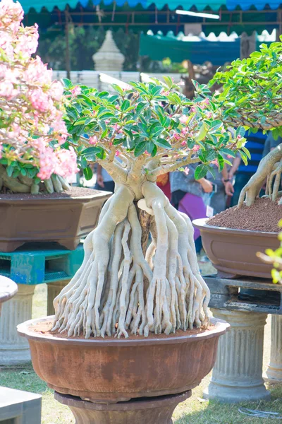 Adenium ağaç veya çöl çiçek tencereye gül