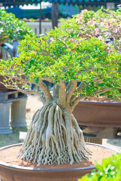 Adenium ağaç veya çöl çiçek tencereye gül — Stok fotoğraf