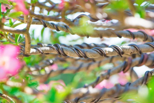 Adeniumbaum oder Wüstenrose im Blumentopf — Stockfoto