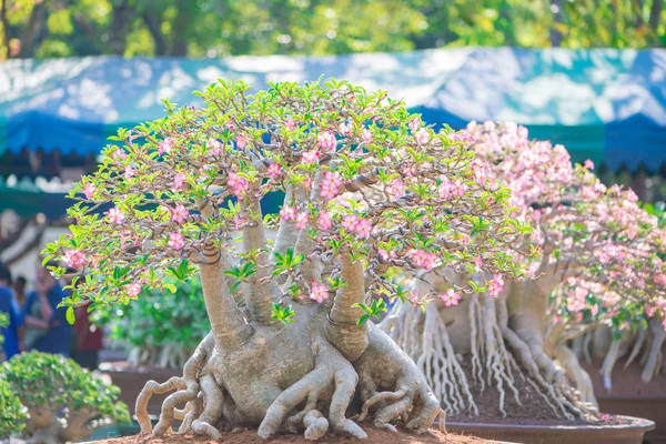 Adenium ağaç veya çöl çiçek tencereye gül