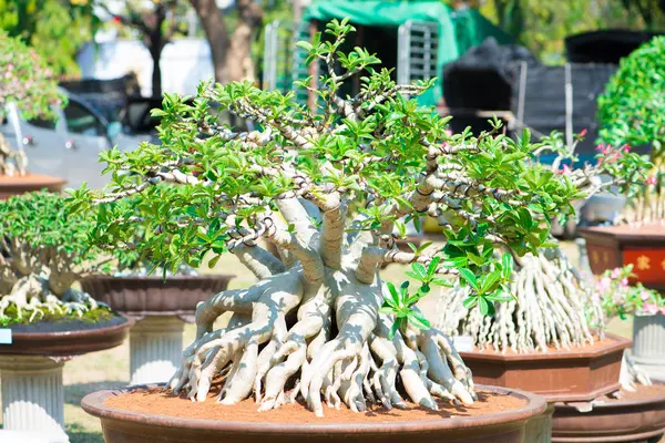 Adenium ağaç veya çöl çiçek tencereye gül