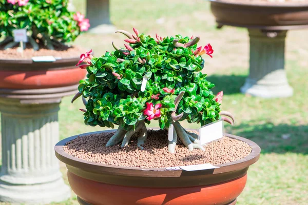 Adenium ağaç veya çöl çiçek tencereye gül