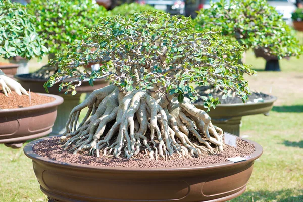 Adenium tree or desert rose in flower pot