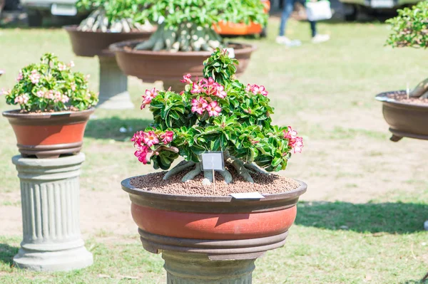 Adenium ağaç veya çöl çiçek tencereye gül
