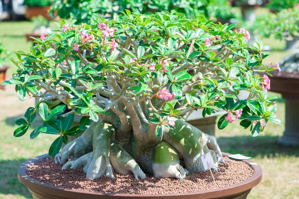 Adenium ağaç veya çöl çiçek tencereye gül