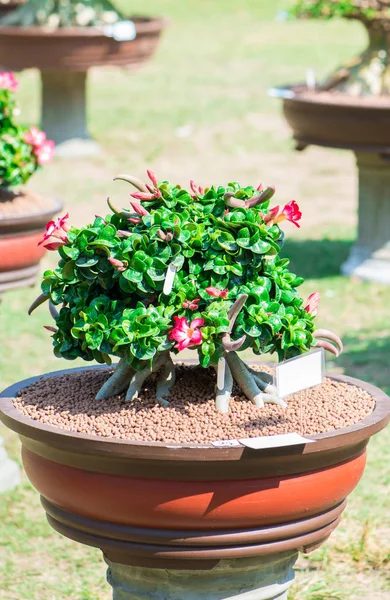 Adenium ağaç veya çöl çiçek tencereye gül