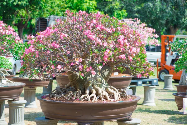 Adenium ağaç veya çöl çiçek tencereye gül — Stok fotoğraf