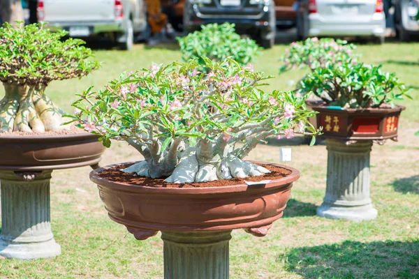 Adenium ağaç veya çöl çiçek tencereye gül