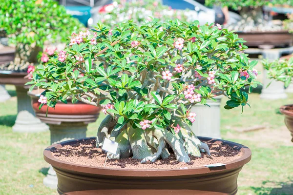 Adenium ağaç veya çöl çiçek tencereye gül