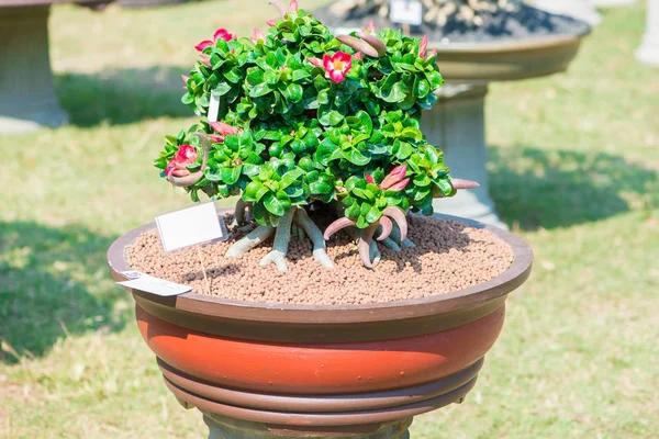 Adenium ağaç veya çöl çiçek tencereye gül