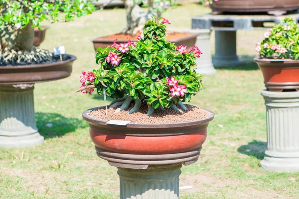 Adenium ağaç veya çöl çiçek tencereye gül