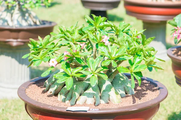 Adenium ağaç veya çöl çiçek tencereye gül