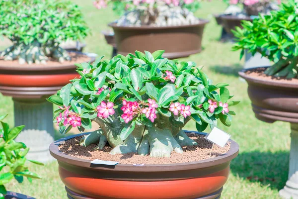 Adenium ağaç veya çöl çiçek tencereye gül