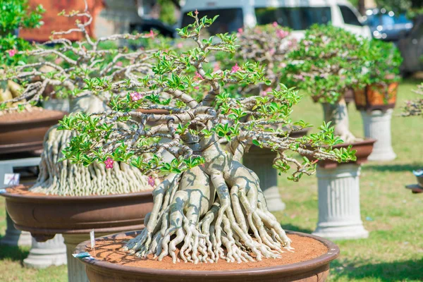 Adenium ağaç veya çöl çiçek tencereye gül