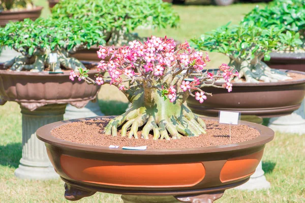 Adenium ağaç veya çöl çiçek tencereye gül