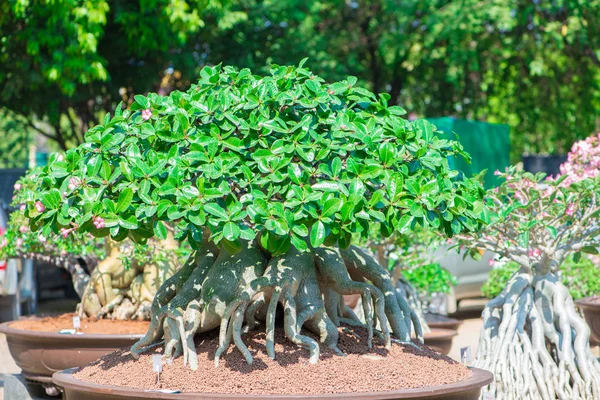 Adenium ağaç veya çöl çiçek tencereye gül