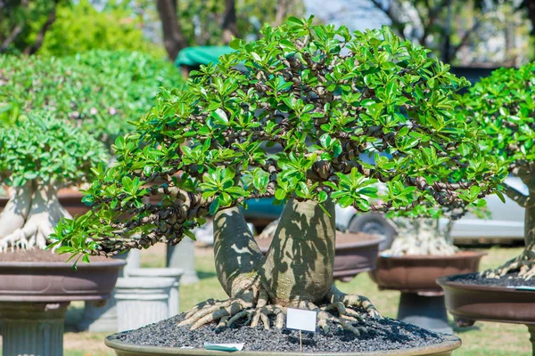 Adenium ağaç veya çöl çiçek tencereye gül