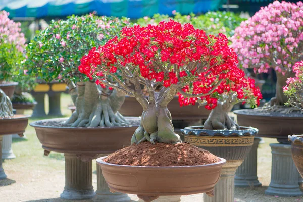 Kırmızı çiçek Adenium ağaç veya çöl çiçek tencereye gül