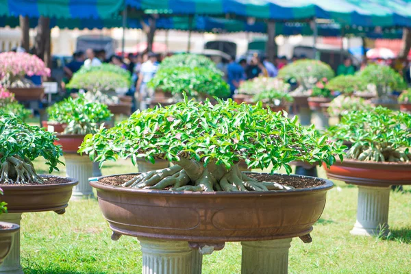 Adenium ağaç veya çöl çiçek tencereye gül