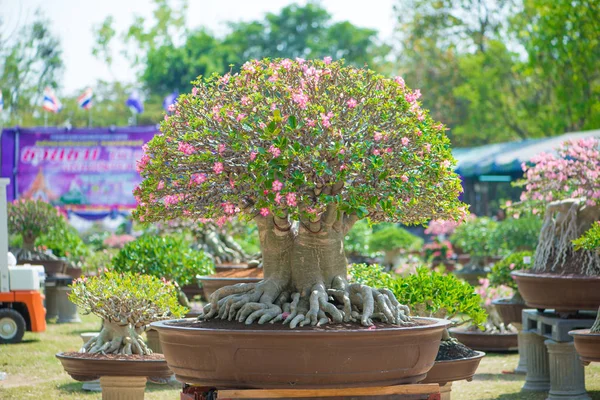 Adenium ağaç veya çöl çiçek tencereye gül