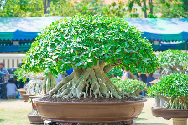 Adenium ağaç veya çöl çiçek tencereye gül — Stok fotoğraf