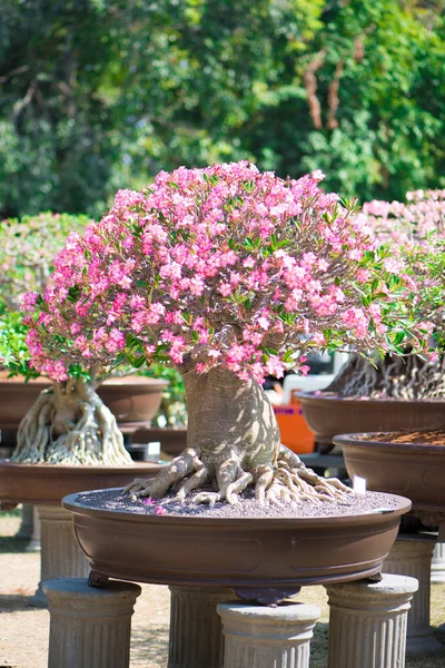Árvore de adénio ou rosa do deserto em vaso de flores — Fotografia de Stock