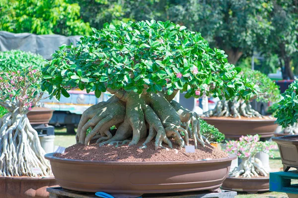 Adenium ağaç veya çöl çiçek tencereye gül