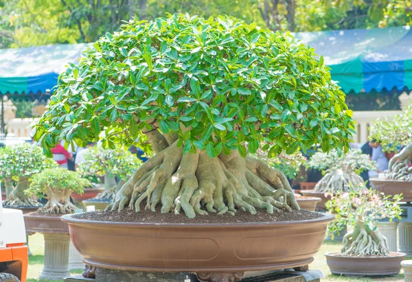 Adenium ağaç veya çöl çiçek tencereye gül — Stok fotoğraf