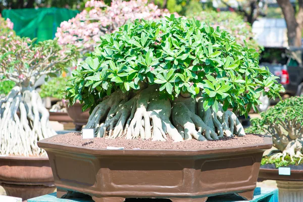 Adenium ağaç veya çöl çiçek tencereye gül