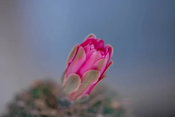 Закрытый розовый цветок кактуса — стоковое фото