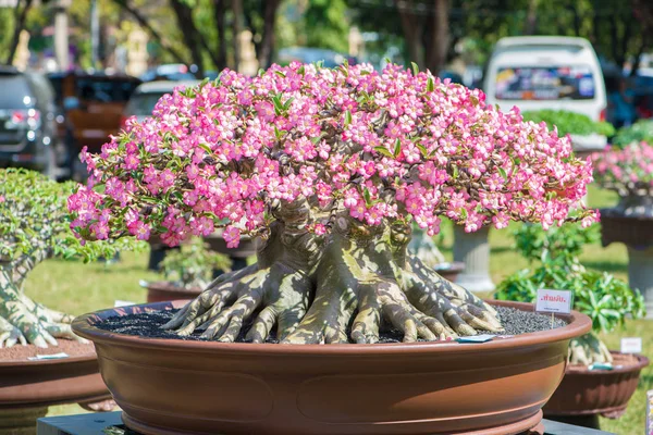 Adenium stromu nebo pouštní růže v květináč Royalty Free Stock Fotografie