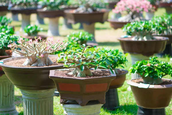 Adenium stromu nebo pouštní růže v květináč Stock Obrázky