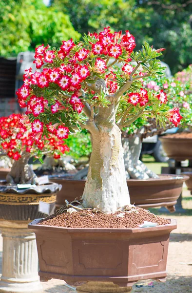 Adenium stromu nebo pouštní růže v květináč Royalty Free Stock Obrázky