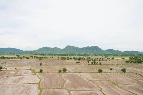 Top vista fazenda de arroz na Tailândia — Fotografia de Stock